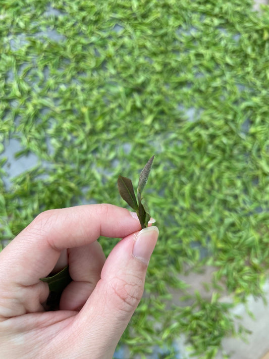 Green Tea - Umami and beyond - Bloomnbrew